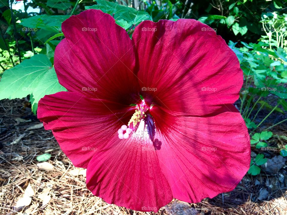 Big red and yellow flower. Morning Glory.