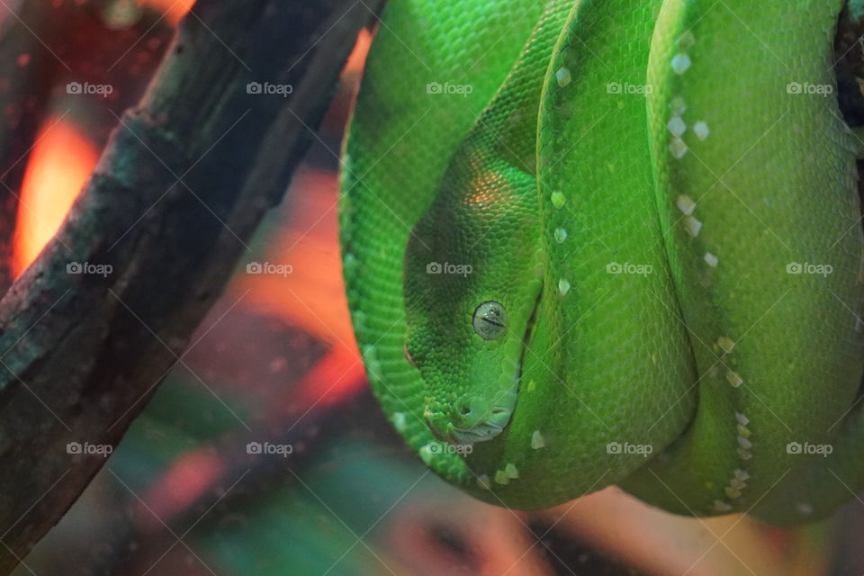 Green Tree snake