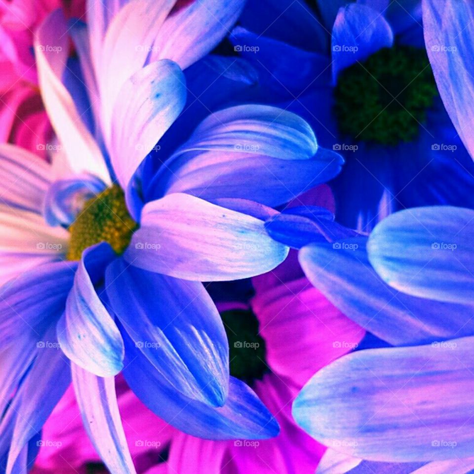 Flower, Nature, Flora, Garden, Floral