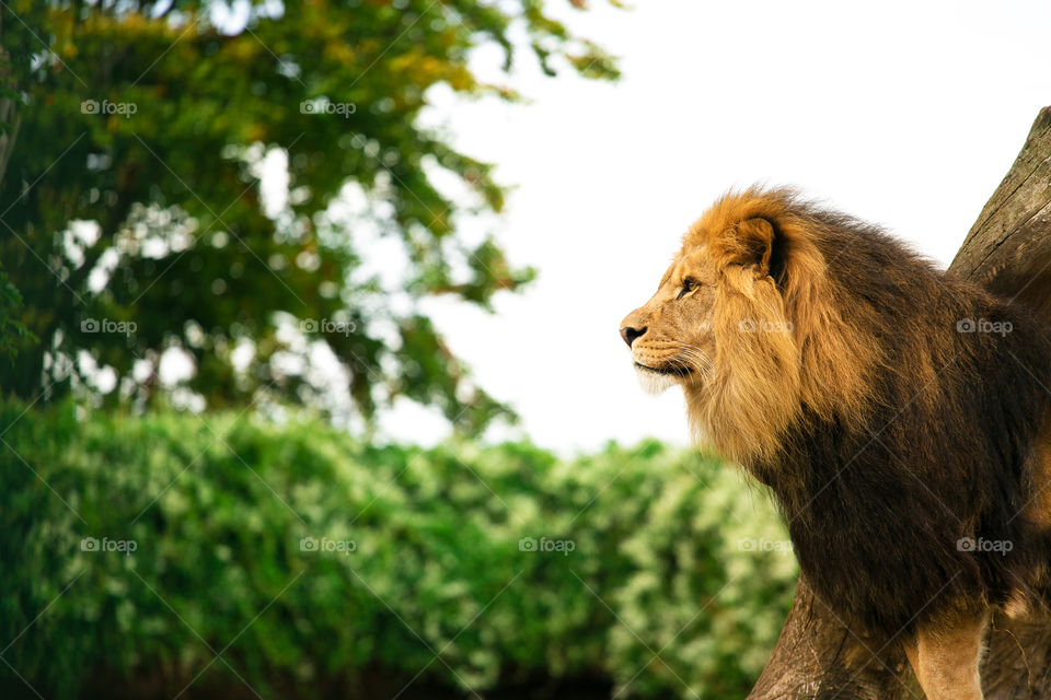 Side view of lion
