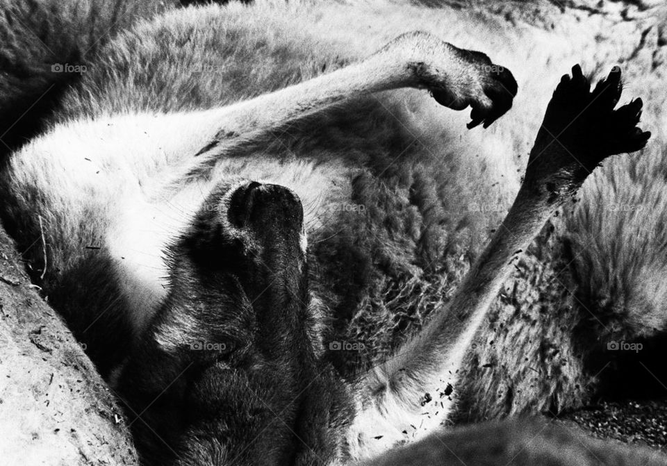 Upside Down Kangaroo