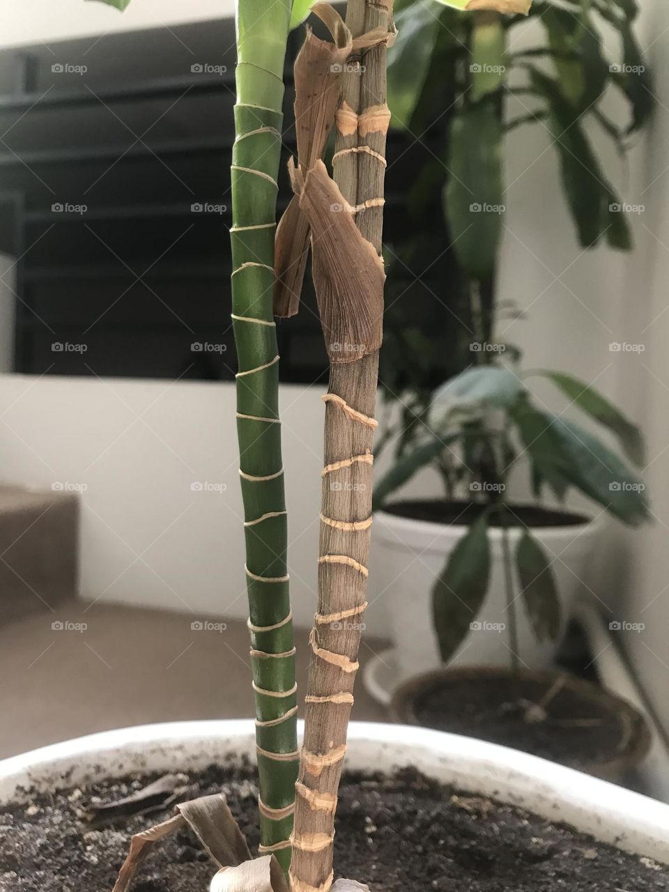 The green story of growth and germination. Life is a constant struggle.
