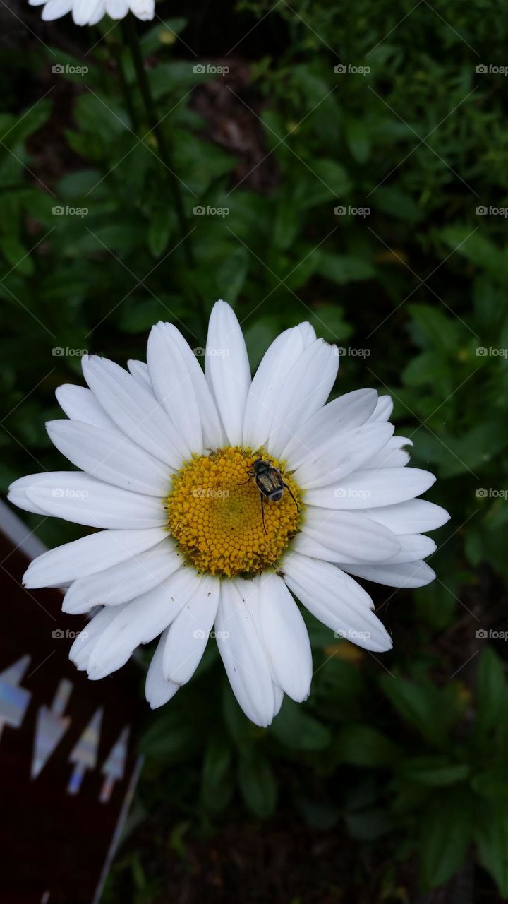 bug resting on flower