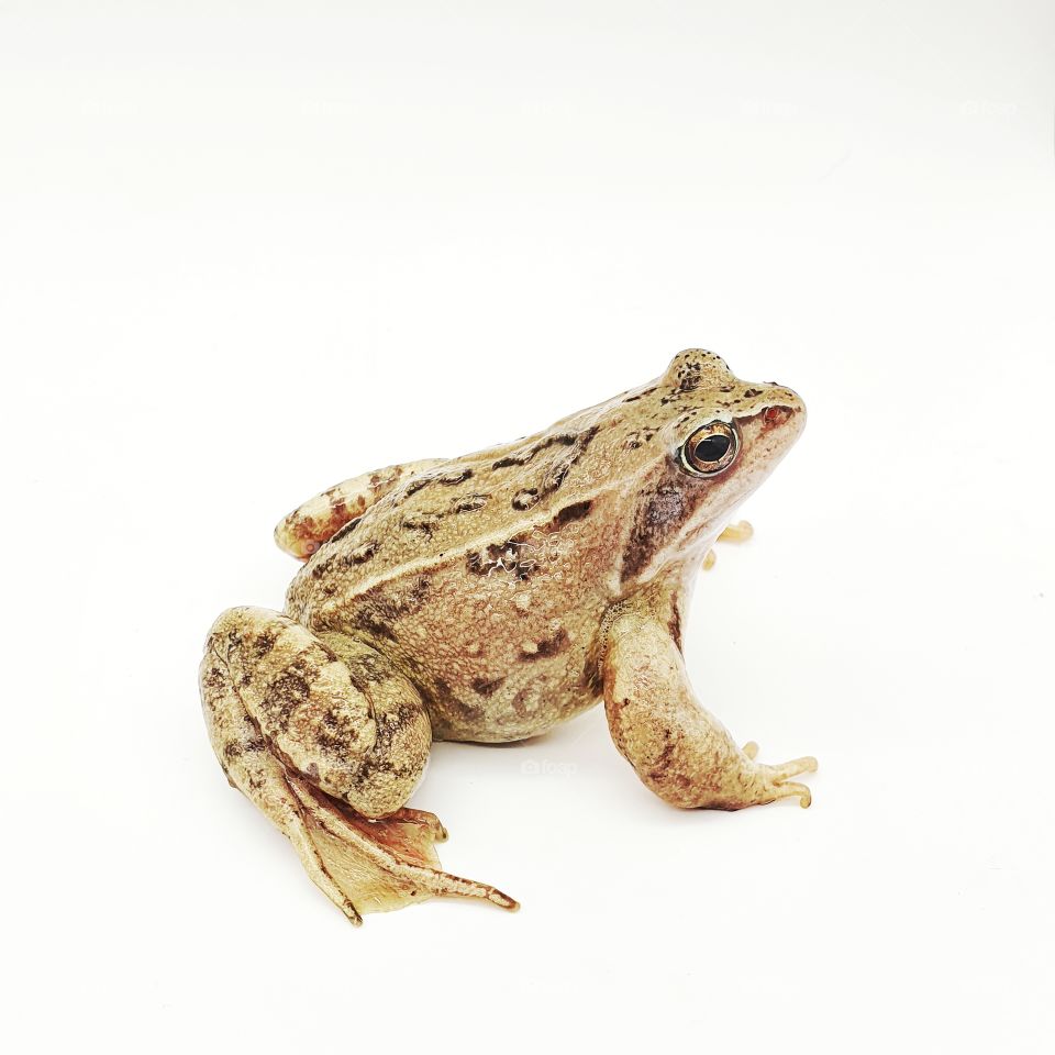 Big cute frog on a white background