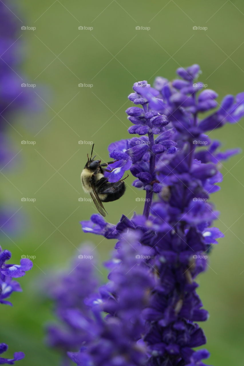 A pollinator doing their thing. 