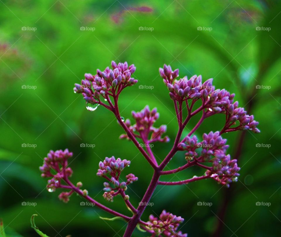 Flowers with rain drops