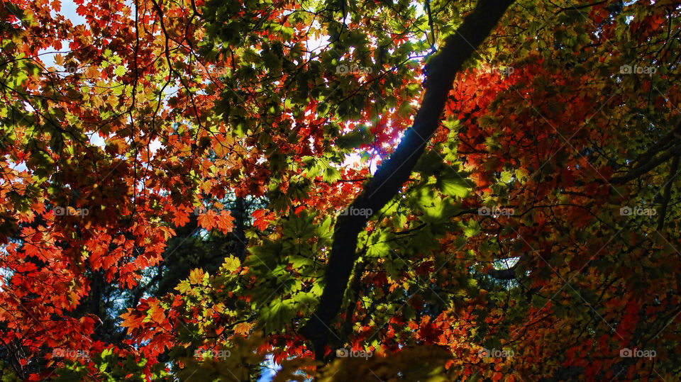 summer leaf colour late by chris7ben