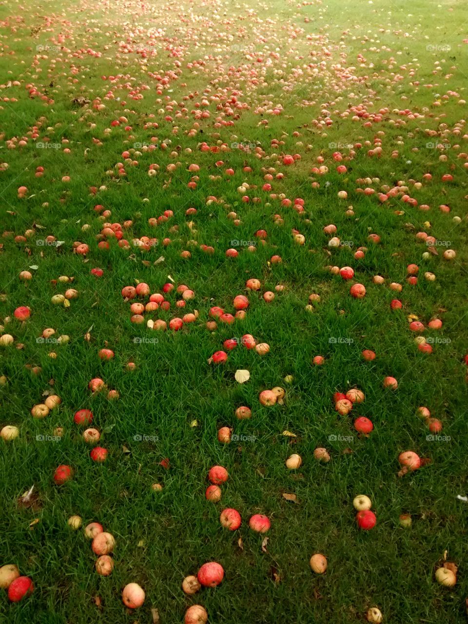 Windfall Apples Galore