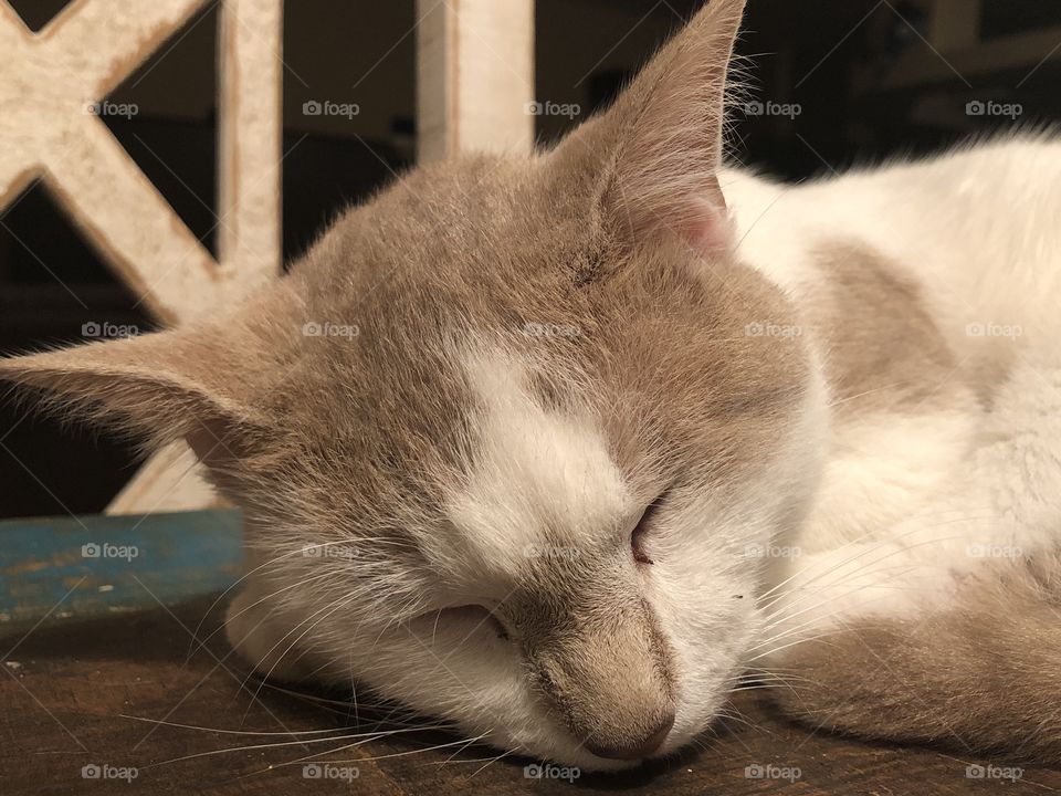 Cat sleeping on table 