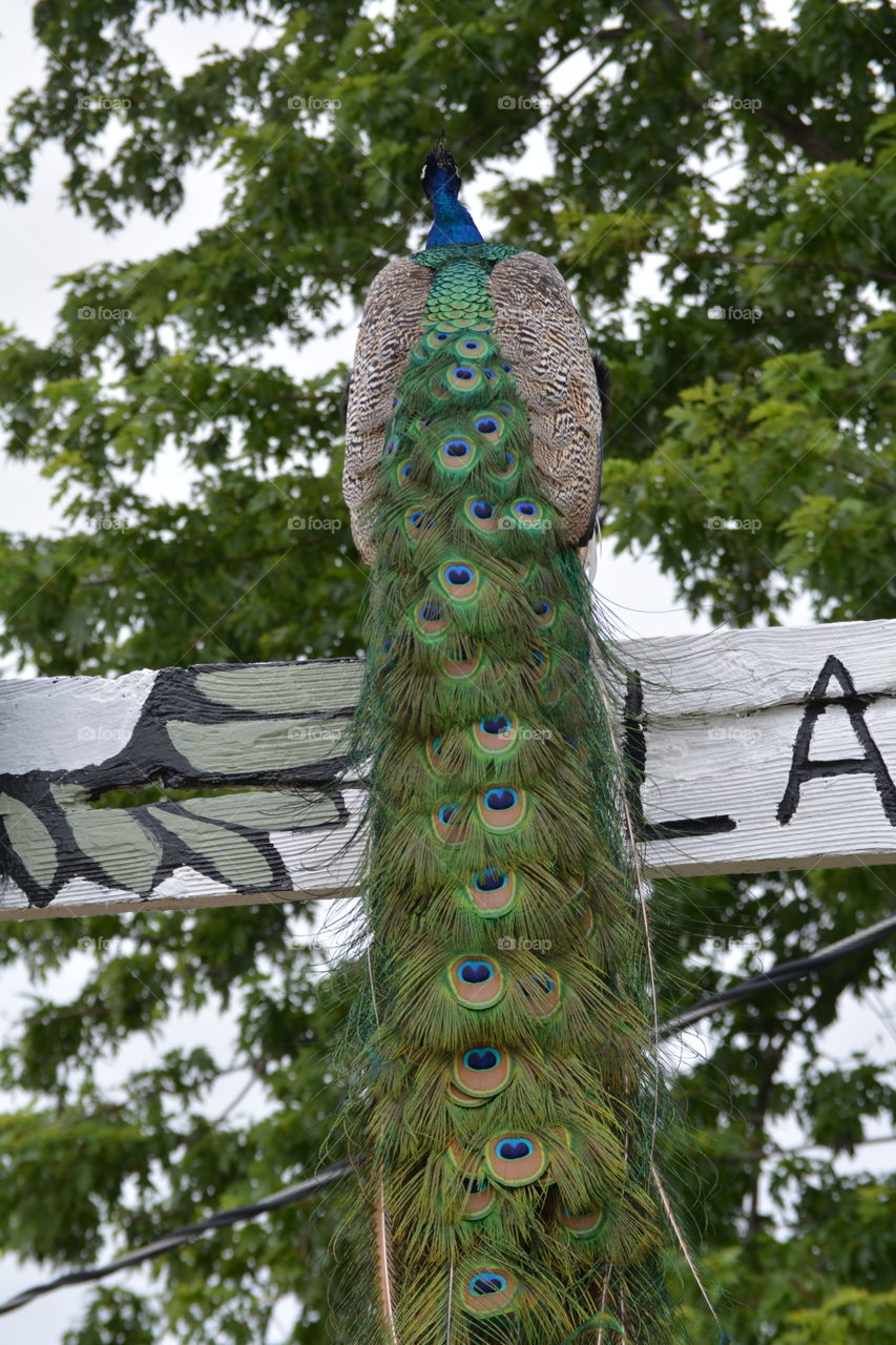 Peacock