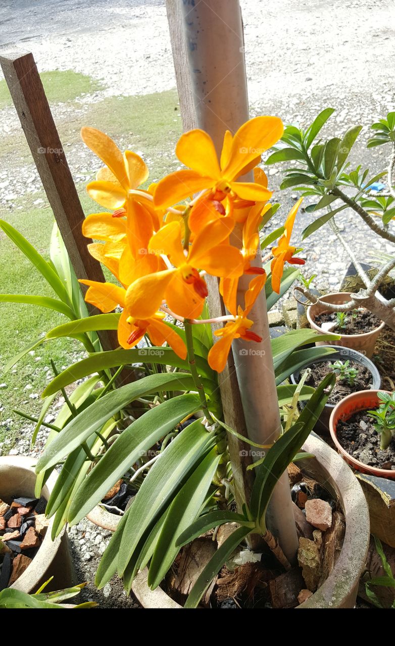 Orange orchid