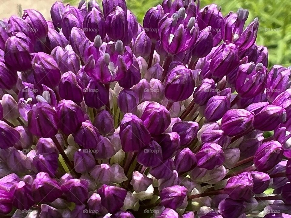 Purple flower closeup 