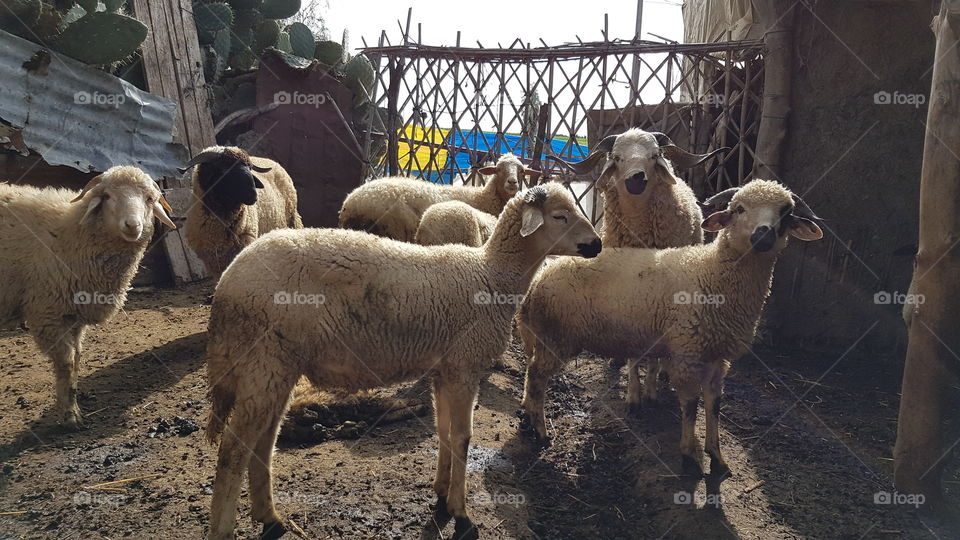 Sheeps Morocco