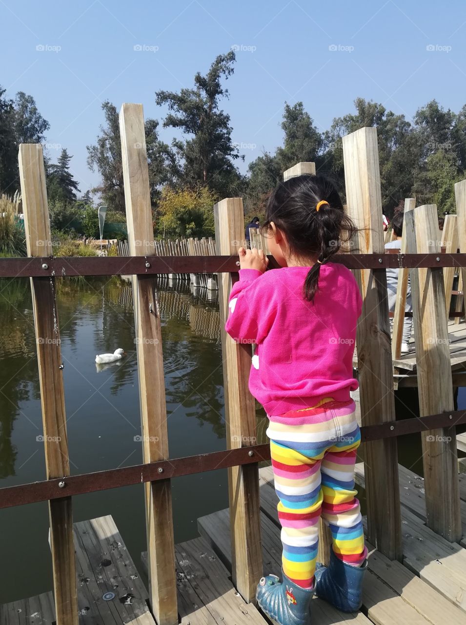 Salome goes to the park on a fall Sunday and admires the ducklings in the lagoon. Santiago de Chile