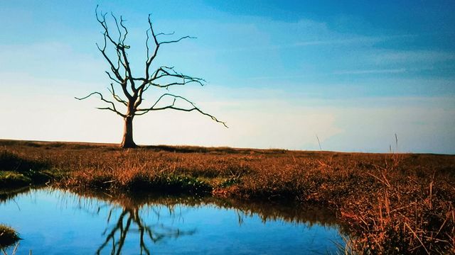 solitario