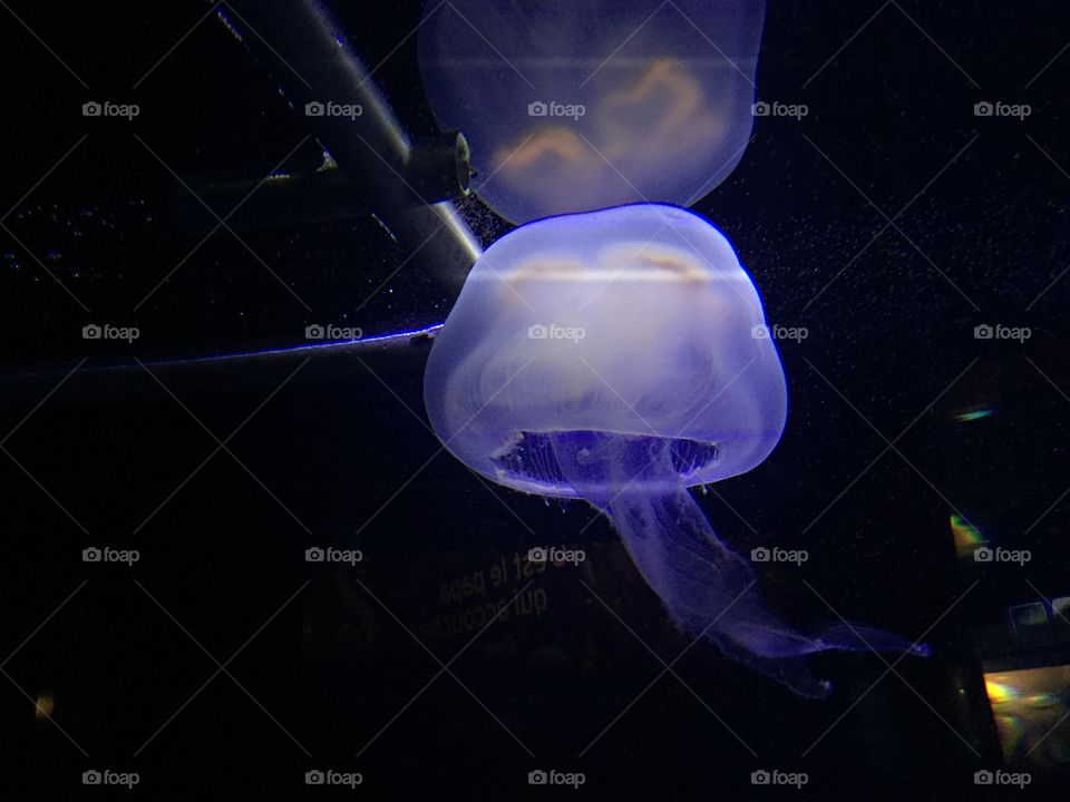 Close-up of bright jellyfish