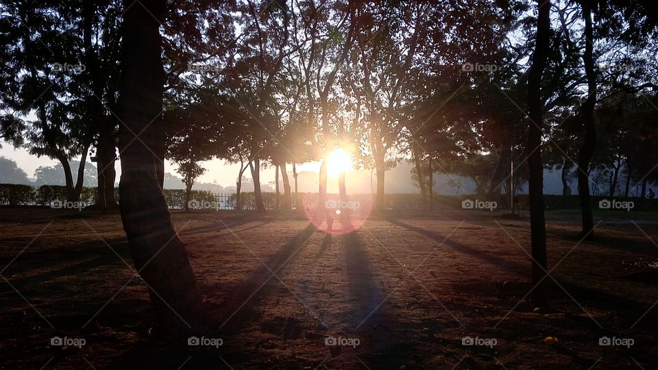 sun rays comes through trees