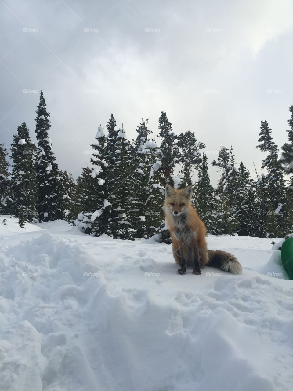 Breckenridge Fox 