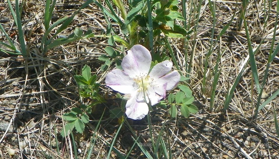 Cute, little, light pink flower, opened wide to catch the suns rays shining down on it, surrounded by green leaves and grass