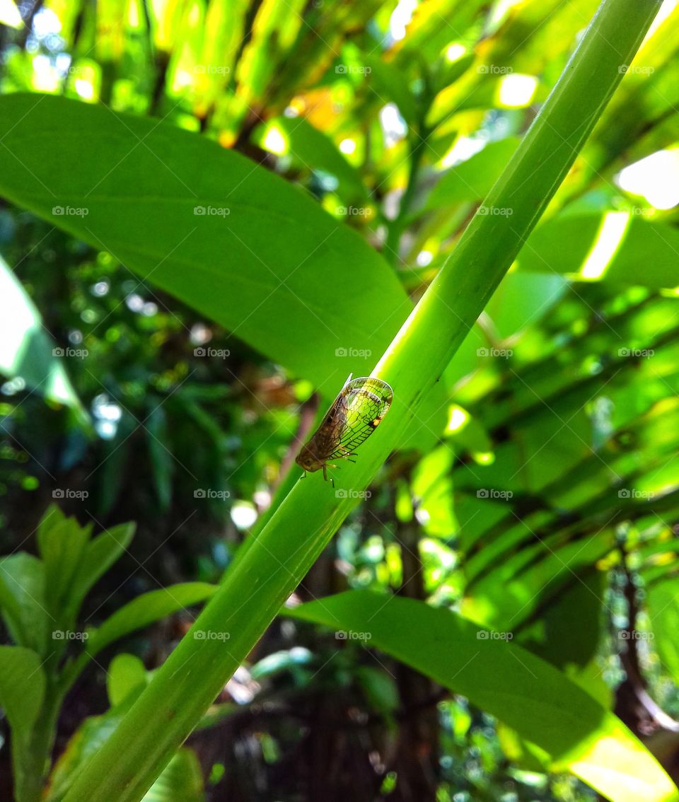 little insect
