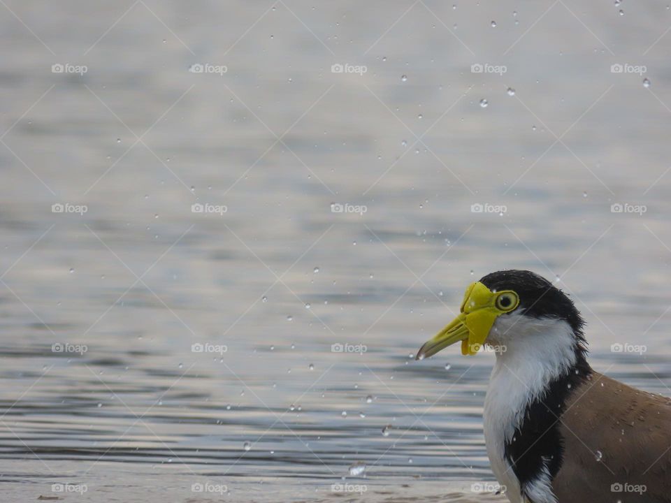 Bird in the water