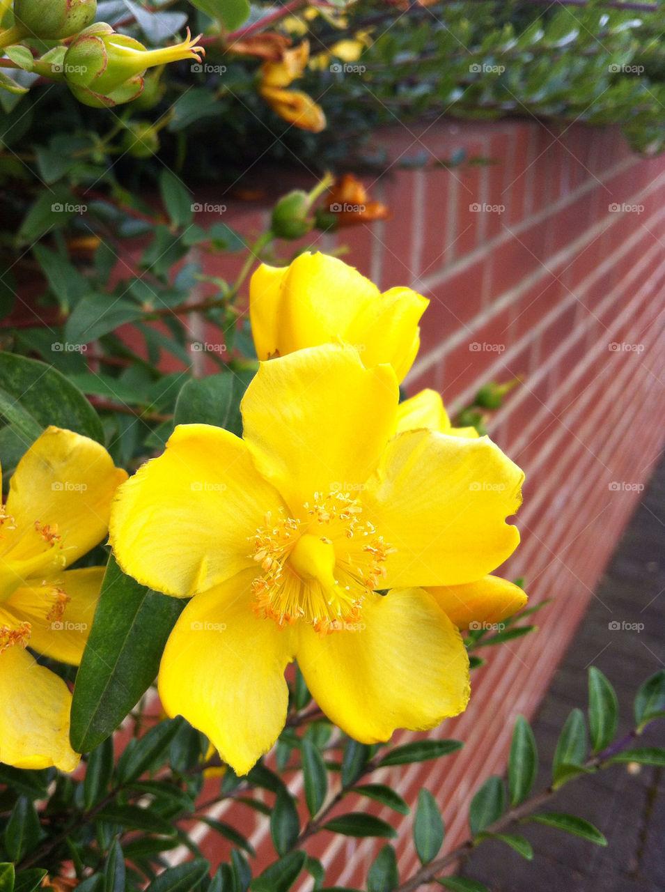 green garden yellow flower by emmam