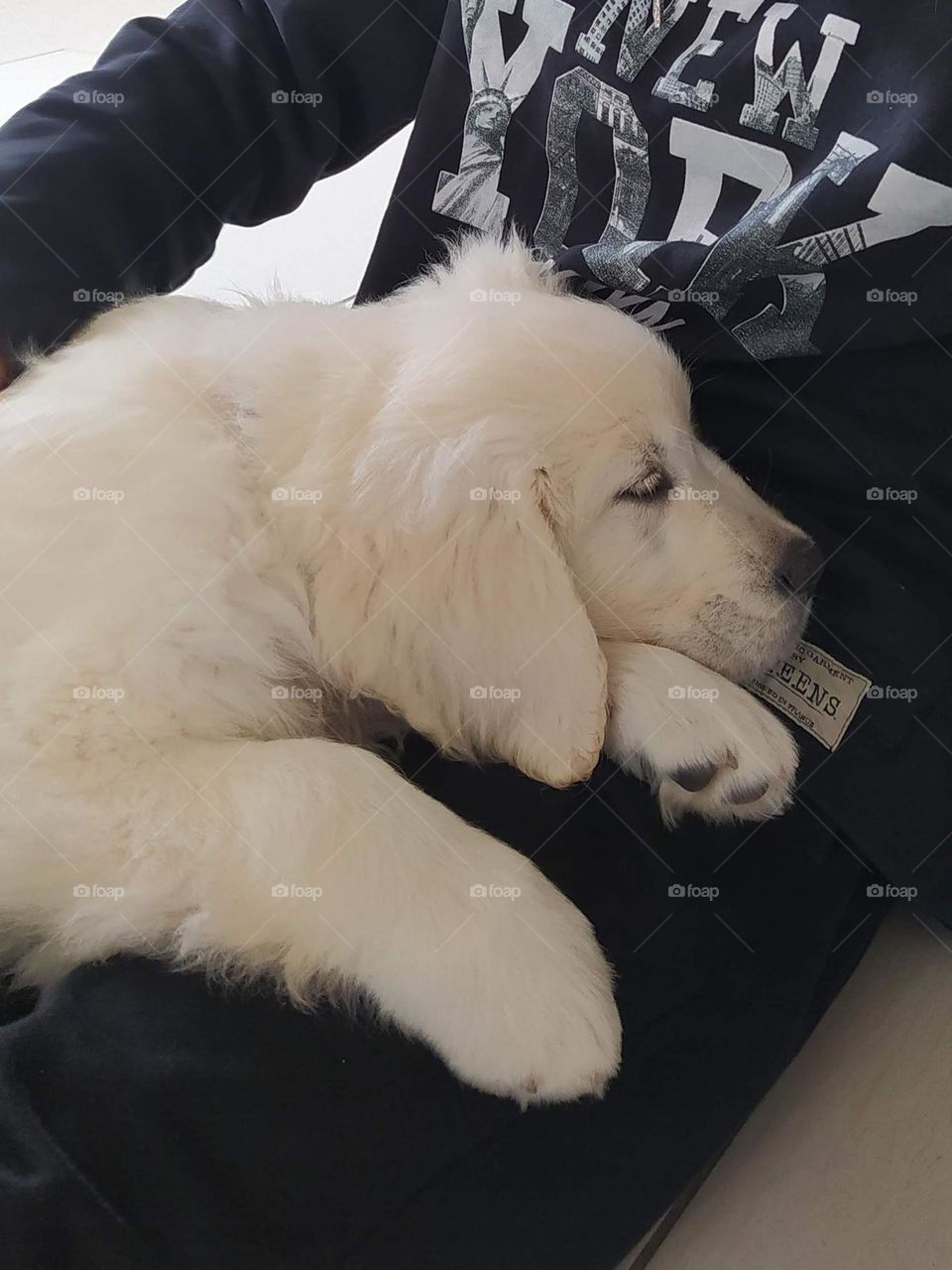 Nothing more reassuring for a puppy than a little nap on his master's lap. We never tire of these tender moments.