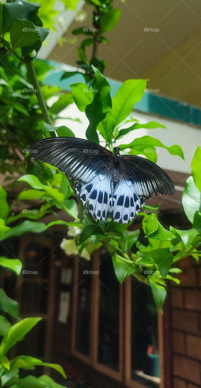 Butterflies and moths are remarkable for their Number : Size: Variety: Beauty