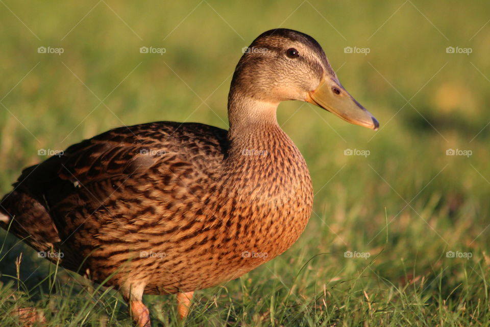 Duck