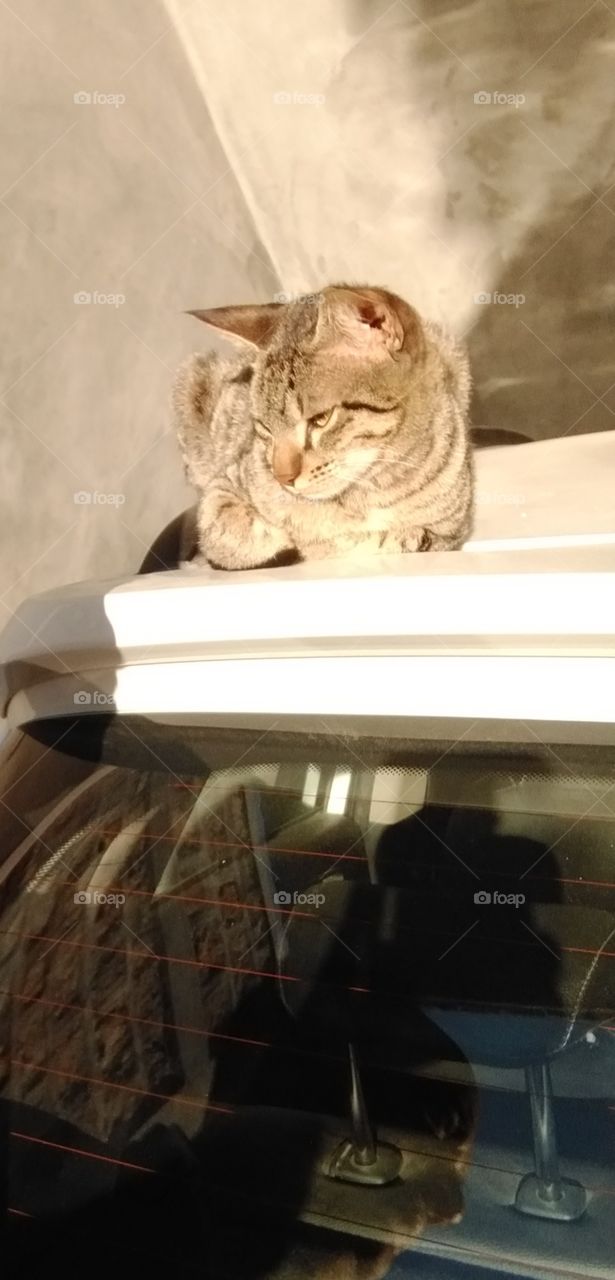 me and my kitten and morning taking sun bath in winters