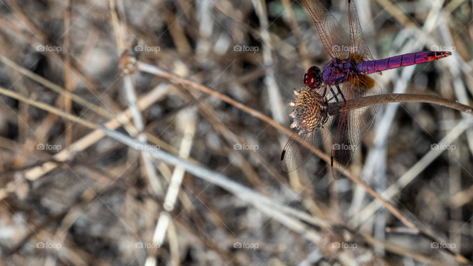 Trithemis annulata