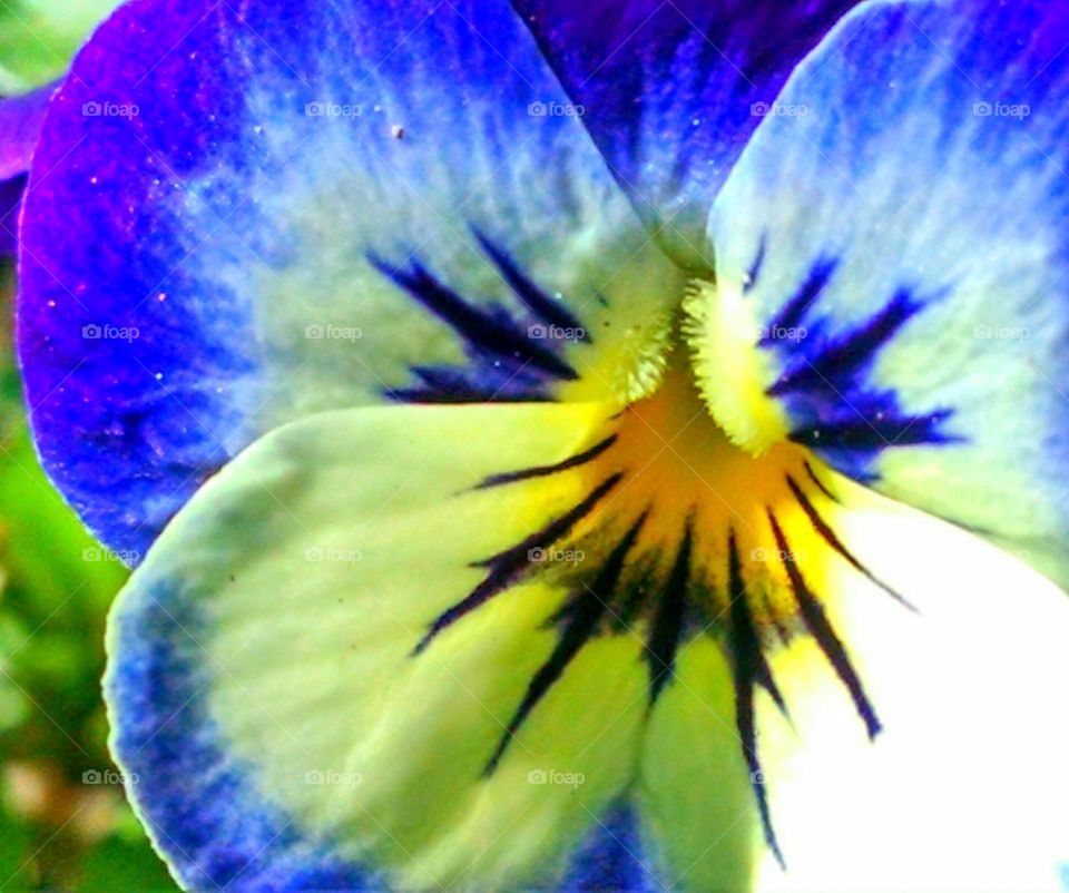 pansy viola flower