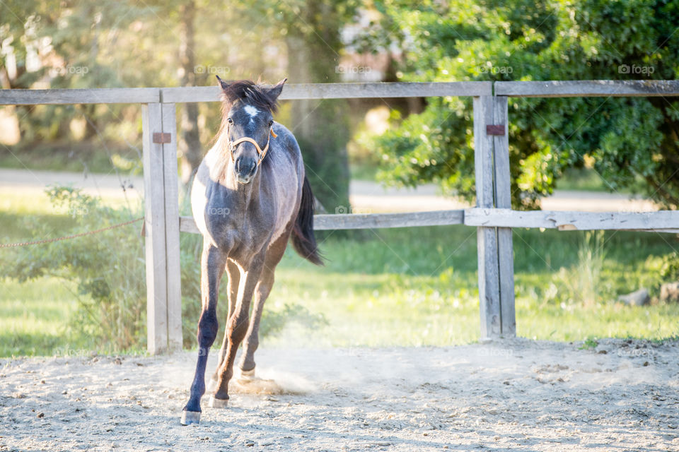 Mammal, Farm, Nature, Animal, Outdoors