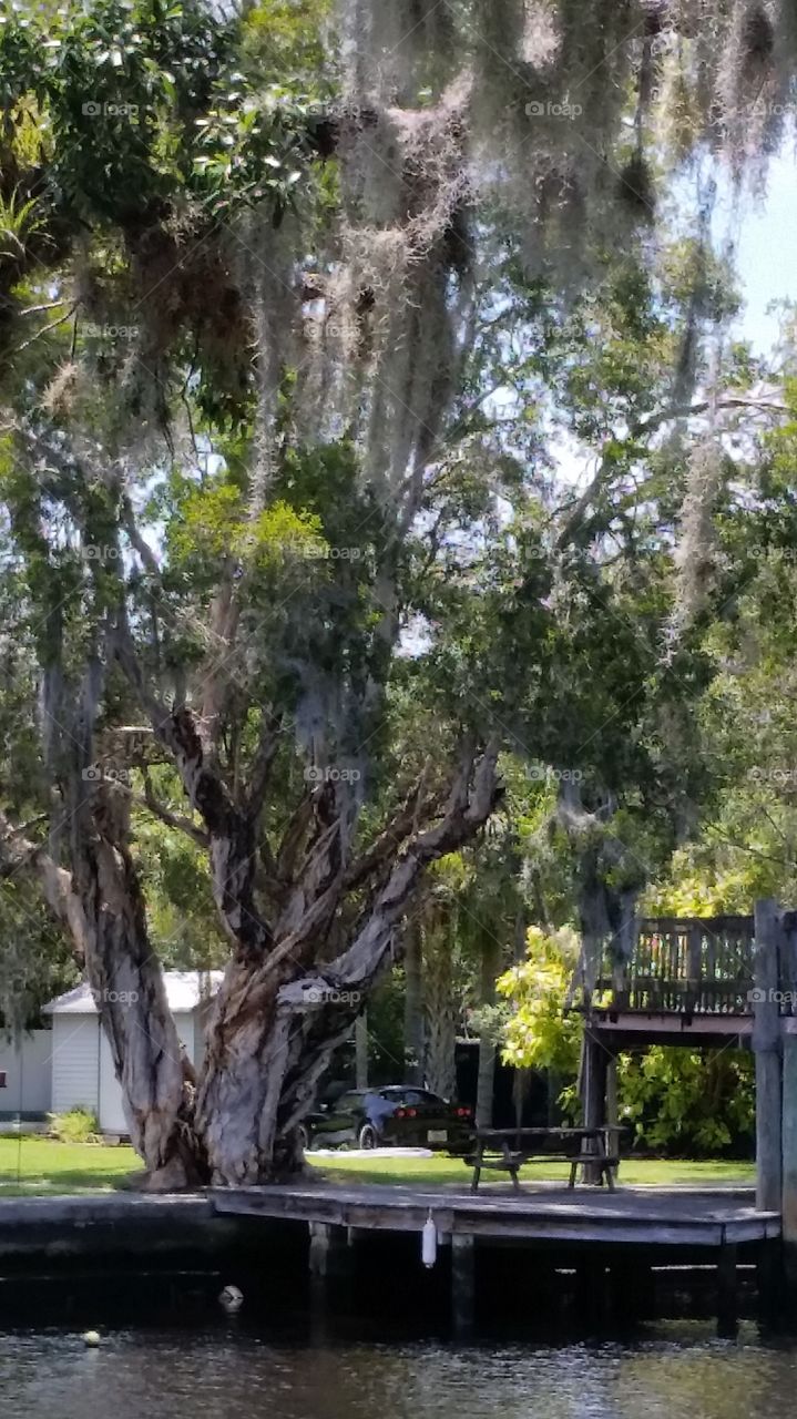 Spanish moss over tidal channel . New Port Richey, Florida