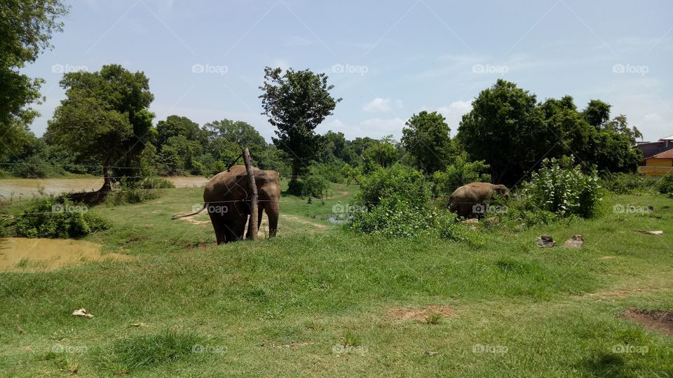 Wild Elephants