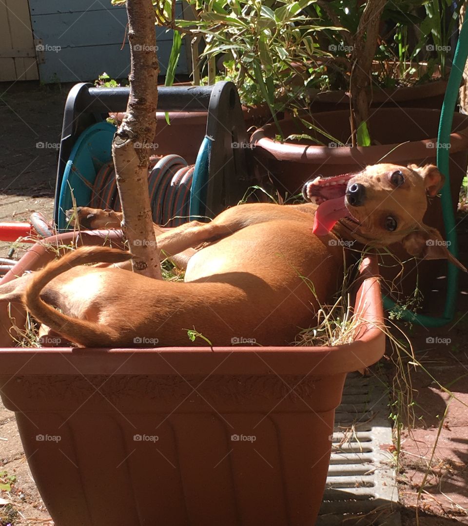 Amber the silly Italian greyhound puppy happily sunbathing in a flowerpot in the garden in summer 