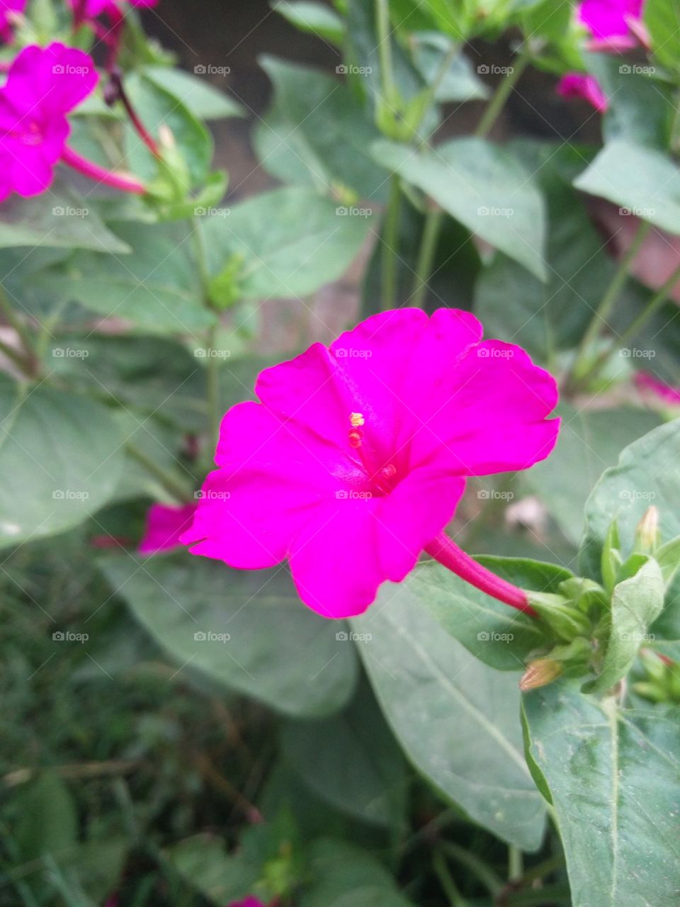 flower lover blossoming 
📸 Muneeb bhat