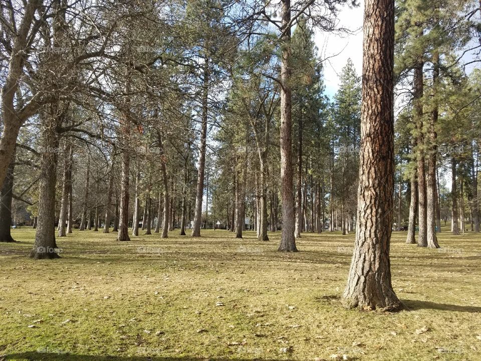 Trees Park