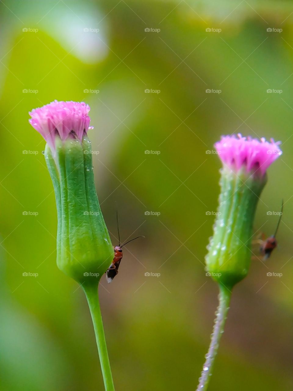 Wild grass flower