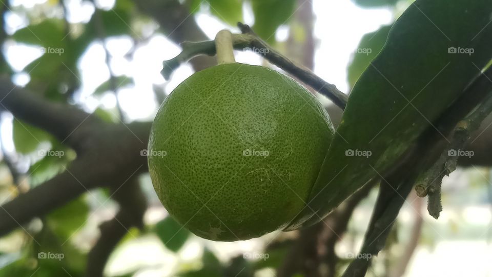 Spring time fruits