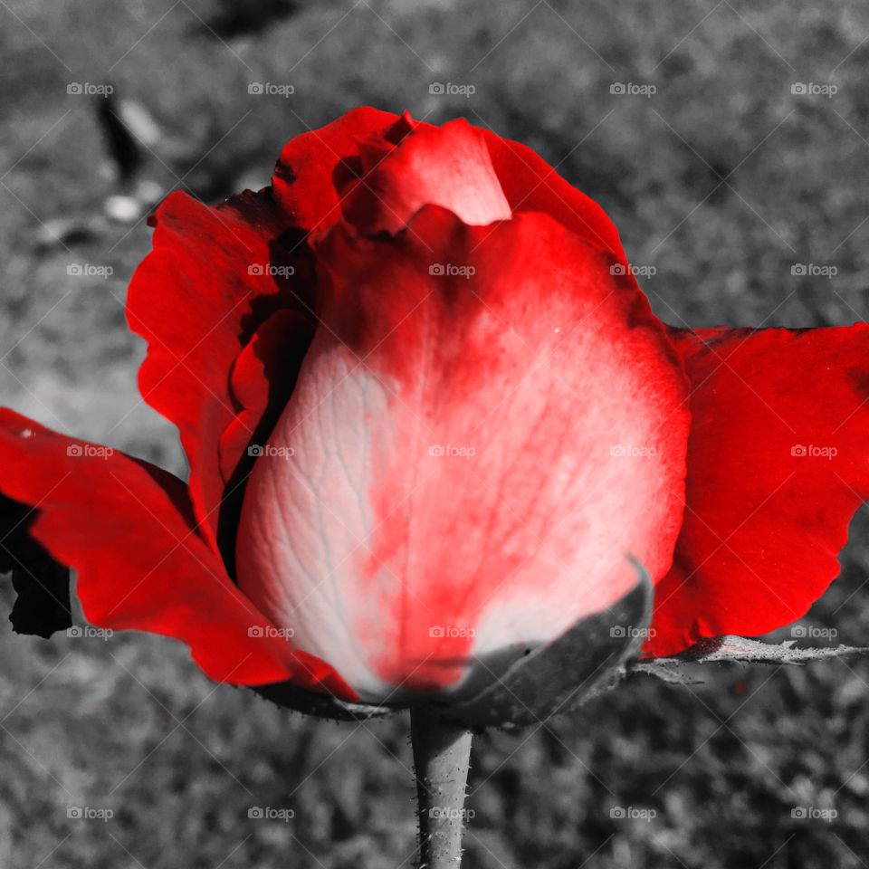 🌺Fim de #cooper!
Suado, cansado e feliz, alongando e curtindo a beleza das #flores.
🏁
#corrida #treino #flor #flowers #pétalas #jardim #jardinagem #garden #flora #run #running #esporte #alongamento #CorujãoDaMadrugada #alvorada