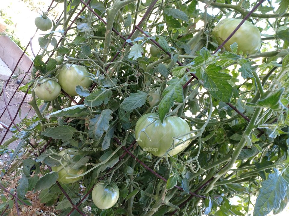 tomatoes