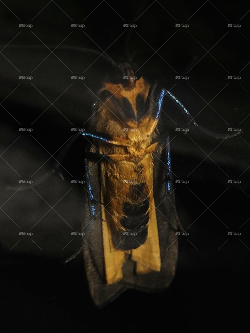 night moth