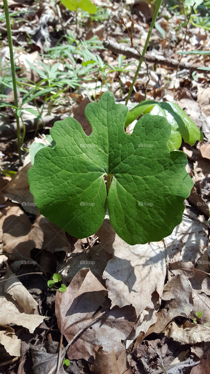 large weird shaped leaf