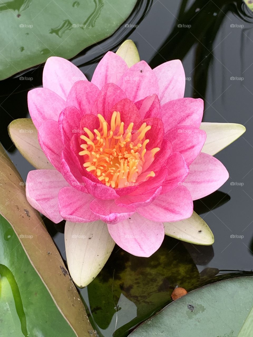 Waterlily 