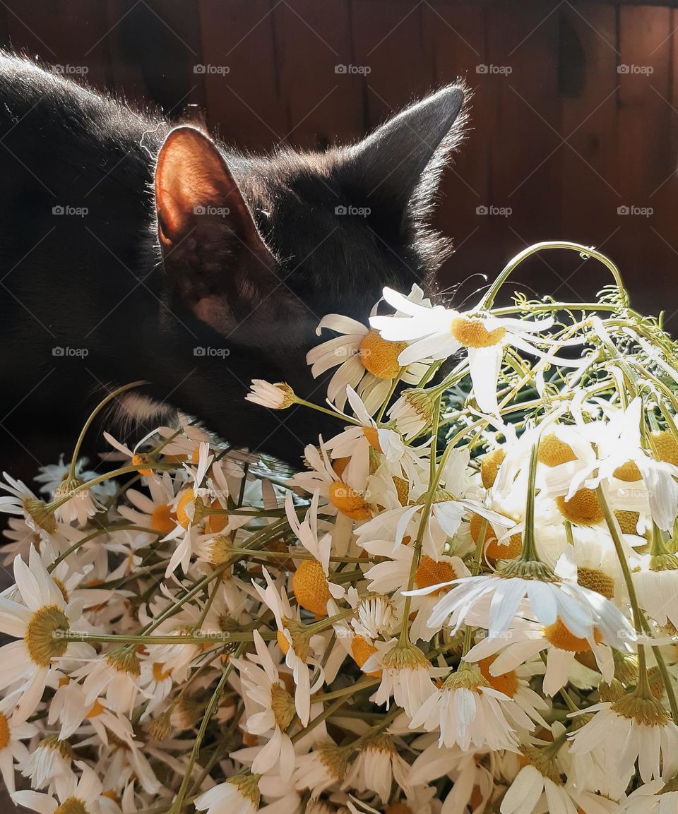 a black cat enjoys the smell of field daisies