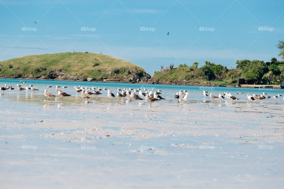 Praia com paisagem linda e fantástica no Brasil, na região do Lagos no Rio de Janeiro, em Búzios. Uma ilha incrível de conhecer!
