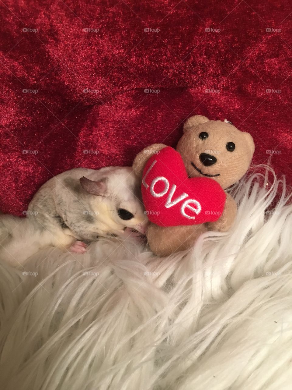 Mosaic sugar glider snuggling a teddy bear holding a love heart with fuzzy white ground and velvet red background. 