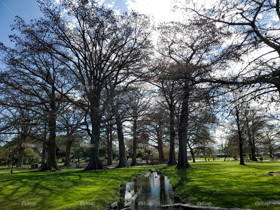 A Grove of mature bald cypress trees in the winter at the 2nd oldest urban park in the USA from the 18th century. The water that leads to the Grove of trees is part of the 18th century acequias. The reflection of the trees can bee seen in the water.