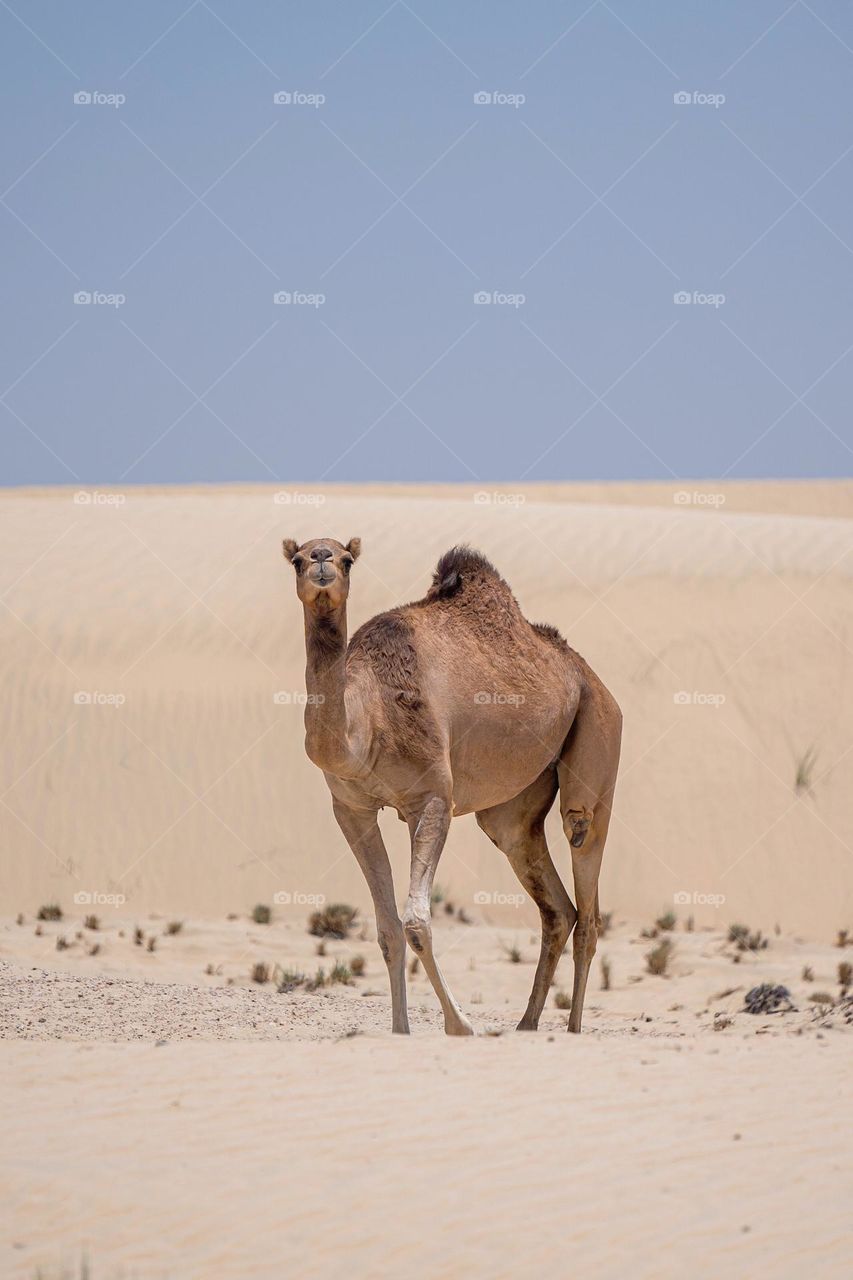 Camel